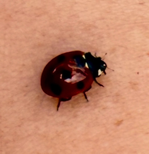 Seven-spotted Lady Beetle