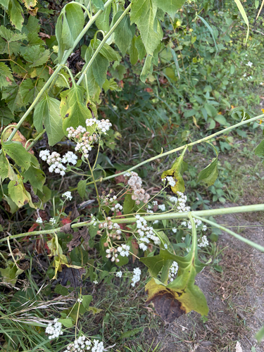 white snakeroot