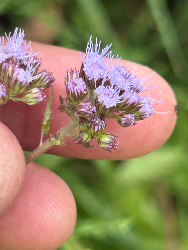 blue mistflower