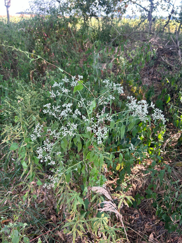 late boneset