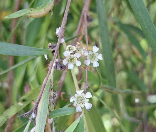 Weeping Tea Tree