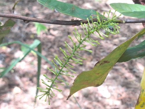 Helicia australasica