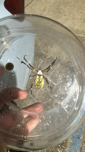 Yellow Garden Spider