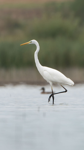 Great Egret