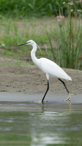 Little Egret