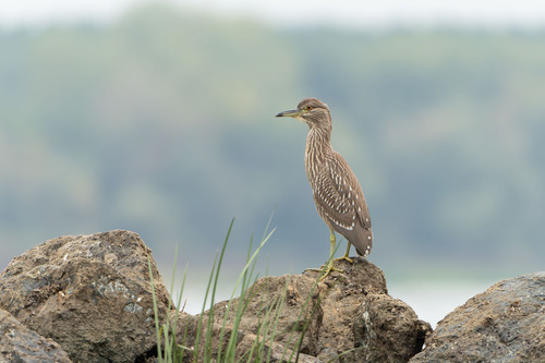Black-crowned Night Heron