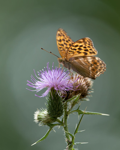 Silver-washed Fritillary