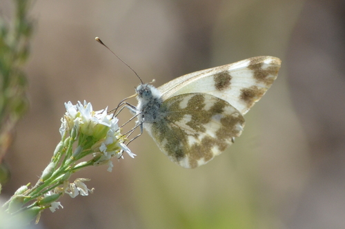 Eastern Bath White
