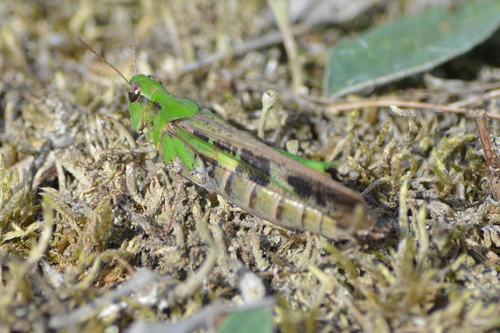 Slender Green-winged Grasshopper
