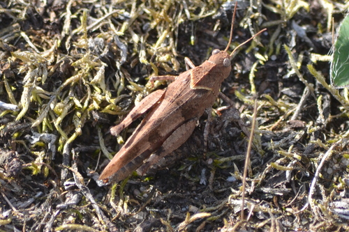 Blue-winged Grasshopper
