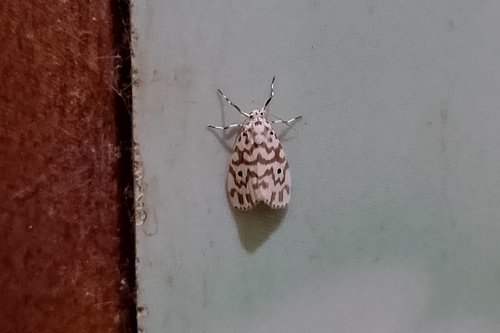 Adites hilaris