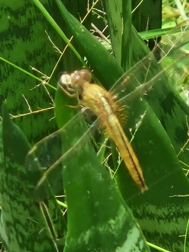 Scarlet Skimmer