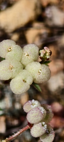 Sponge Fruit