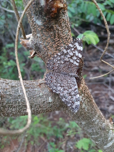 Gray Cracker (Hamadryas februa)