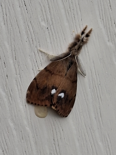 Rusty Tussock Moth