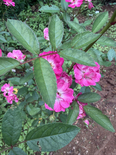 China Rose