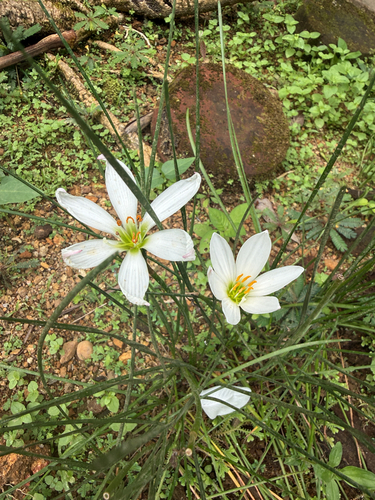 White rain-lily