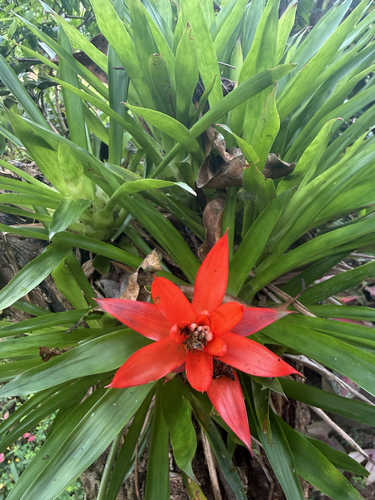 Scarlet-star