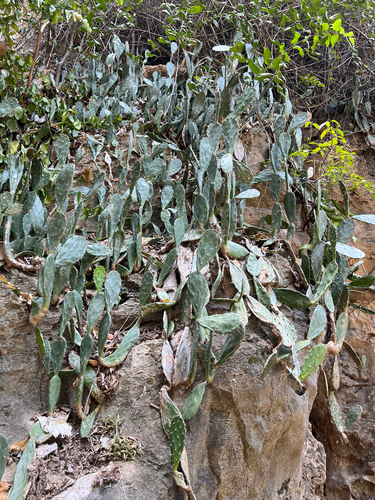 Tall Pricklypear