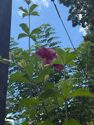 Purple Allamanda