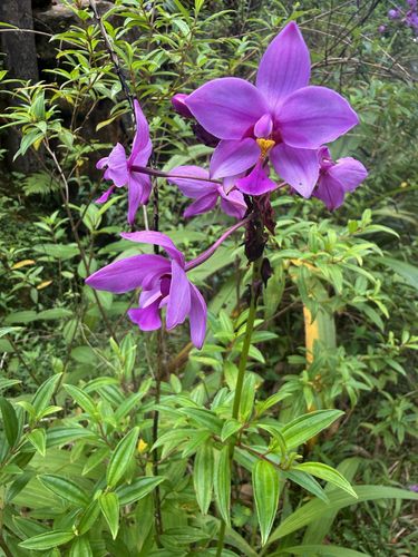Philippine Ground Orchid