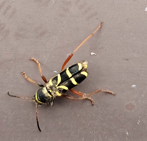 Wasp Beetle