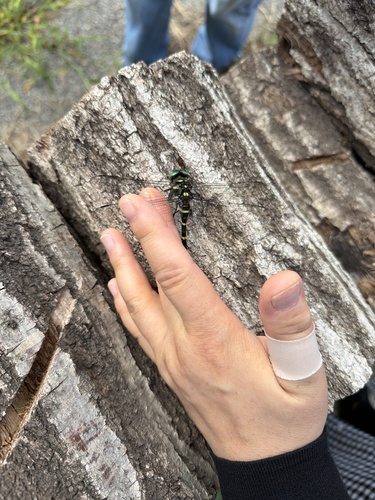 Jumbo Dragonfly