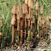 Field Horsetail - Photo (c) Сергей Самохвалов, all rights reserved, uploaded by Сергей Самохвалов