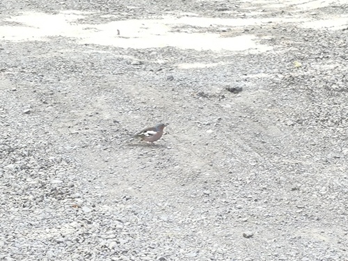 Eurasian Chaffinch