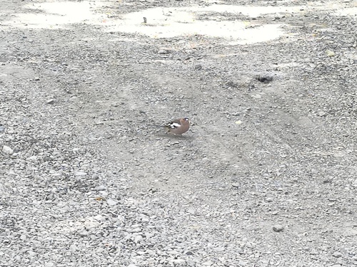 Eurasian Chaffinch