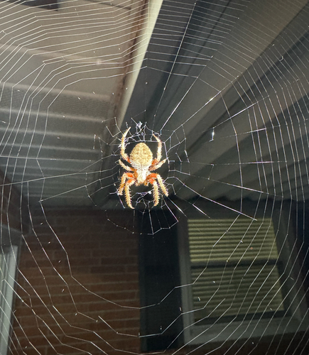 Spotted Orbweaver