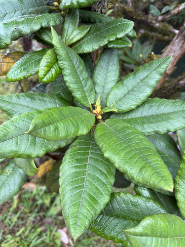 Tree Rhododendron