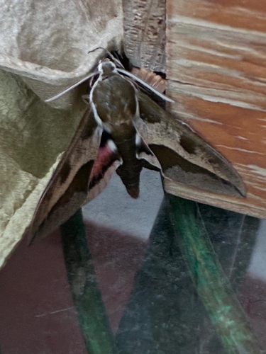 Leafy Spurge Hawkmoth