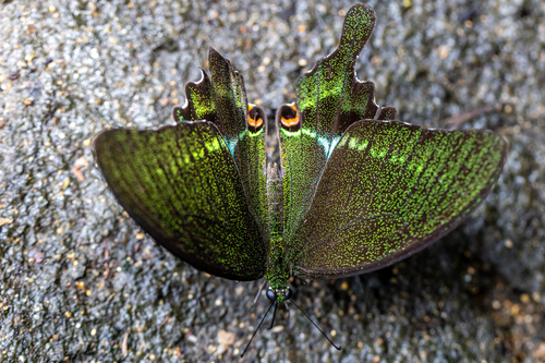Paris Peacock Swallowtail