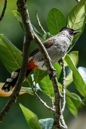 Sooty-headed Bulbul