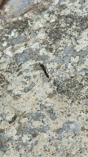 Giant Jumping Ant