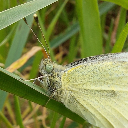 Small White
