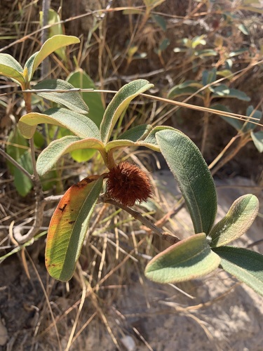 Macairea radula