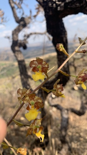 Cyrtopodium eugenii