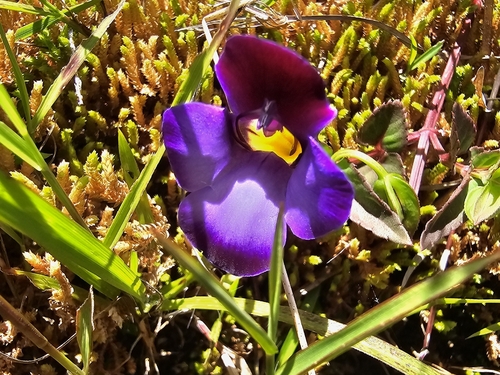 Torenia travancorica