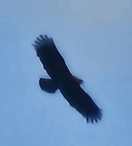Lesser Spotted Eagle