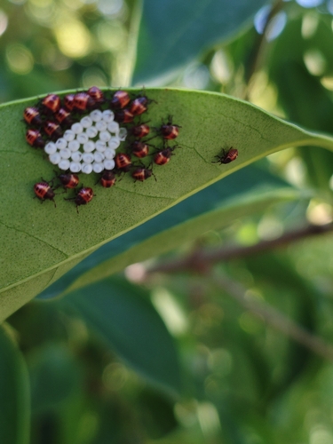 Brown Marmorated Stink Bug