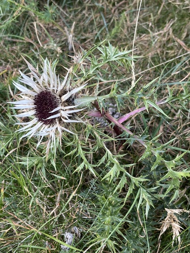 Silver Thistle