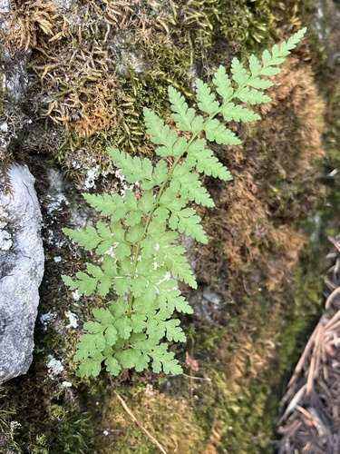 brittle bladderfern