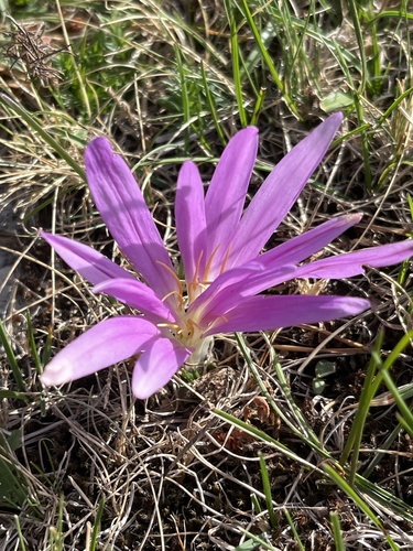 False Meadow Saffron