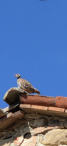 Red-legged Partridge