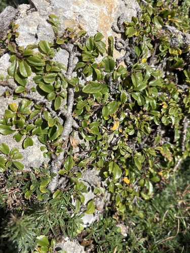 Dwarf Buckthorn