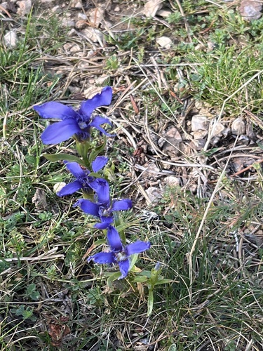 Fringe-flowered Gentian