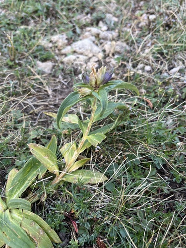 Cross Gentian