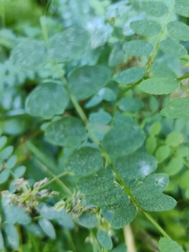 Wood Vetch